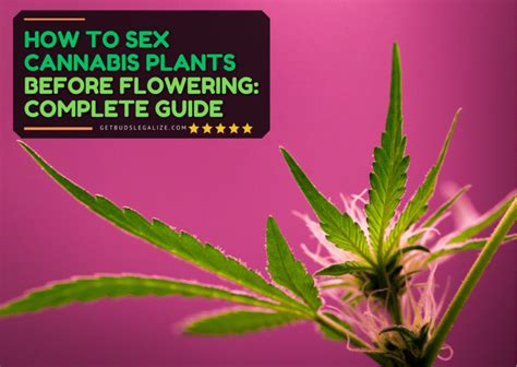 How To Sex Cannabis Plants Before Flowering A Complete Guide