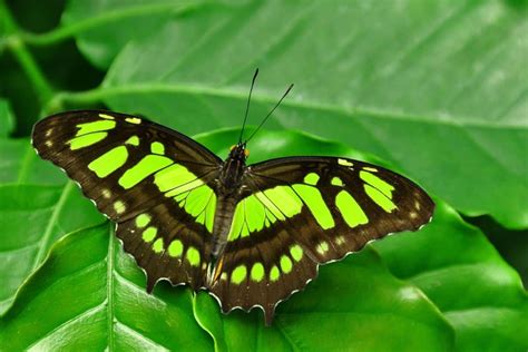 10 Types Of Green Butterflies With Pictures Wildlife Informer