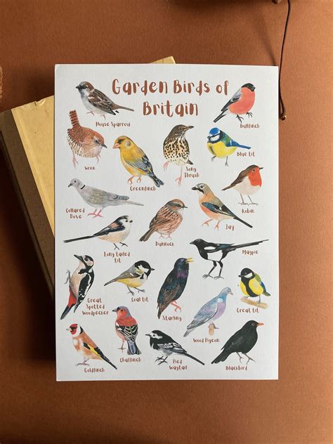 British Garden Birds Identification Chart Wildlife Poster Etsy Uk