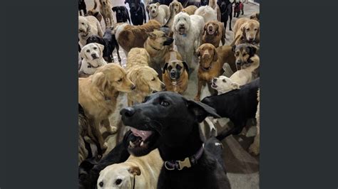 ¡increíble Jauría De Perros Se Toman Una Selfie Grupal El Debate