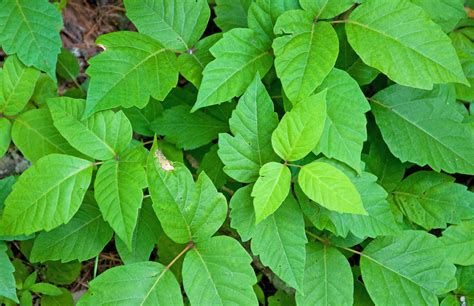 The Poison Ivy Plant All You Need To Know Necps