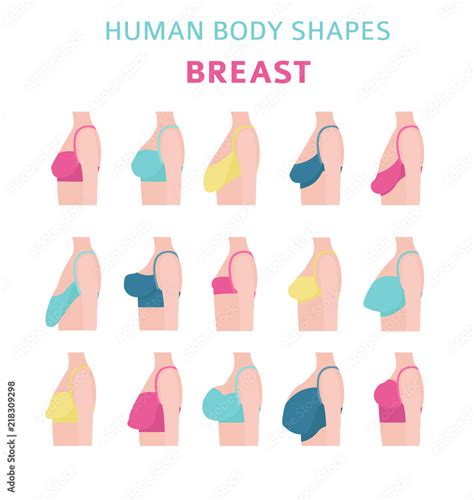Stockvector Human Body Shapes Woman Breast Form Set Bra Types Adobe