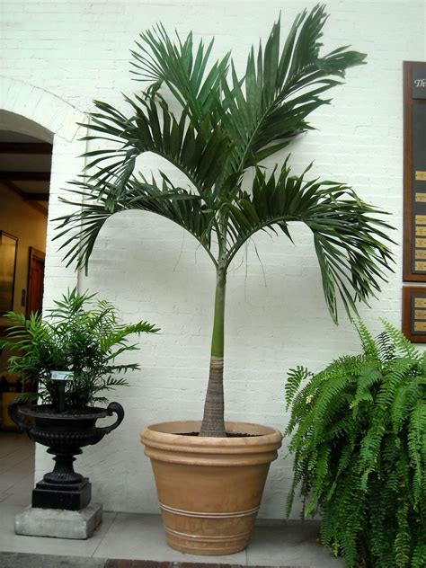Palm Tree Adonidia Potted Palm Trees Indoor Palm Trees Potted Trees