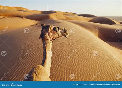 Camel On Sand Dune Stock Photo Image Of Physical Environment 132233132