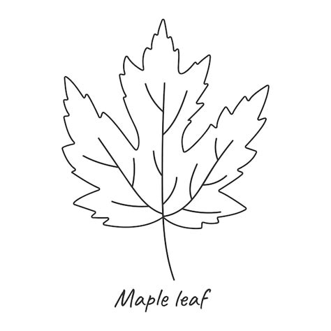 Premium Vector Maple Leaf Outline Vector Illustration