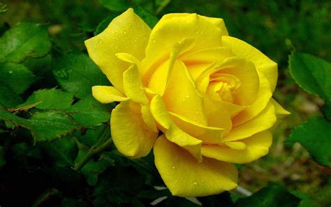 Yellow Rose Image Abyss