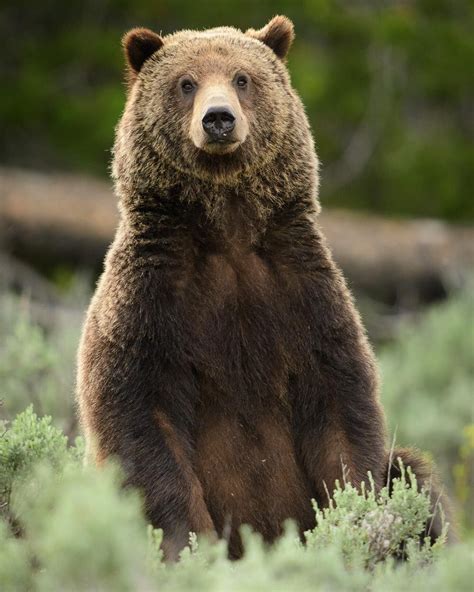 A Friendly Grizzly Bear Portrait To Start The Day Grizzly Bear