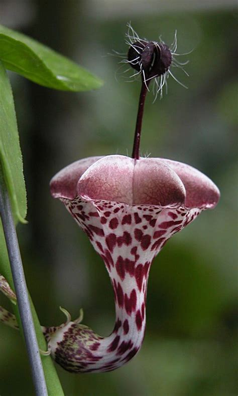 Rare Unique Beautiful Flowers Images 20 Rarest Flowers In The World
