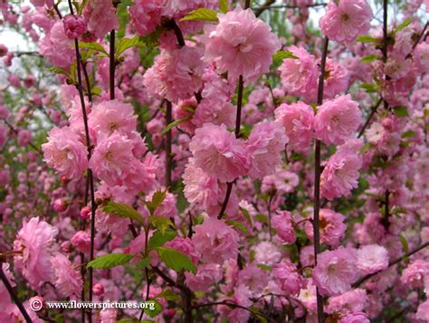 Spread, this small shrub works well when planted in groups or as a hedge. Flowering almond pictures, Free Flowering almond photos