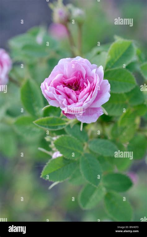 Cabbage Rose Rosa X Centifolia Rose De Meaux Stock Photo Alamy