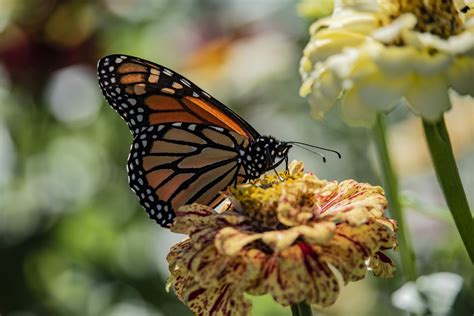 Monarch Butterfly On Wildflower Free Stock Photo Public Domain Pictures