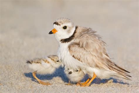 Piping Plovers Wildlifenyc