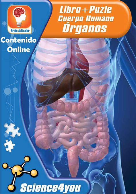 Calaméo Contenido Online Puzle Cuerpo Humano Órganos