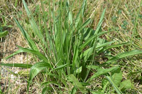 Buckhorn Plantain Is A Broadleaf Weed Found In Iowa Lawns