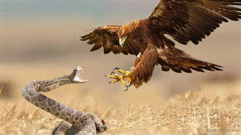 Most Spectacular Eagles Vs Snake Compilation Snake Try To Escape From