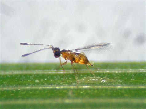 Diriwayatkan bahwa nafi' memberinya nama panggilan qalun karena keindahan suaranya, sebab kata qalun dalam bahasa rumawi berarti baik. SIAPAKAH KAWAN KITA - JENIS PARASIT ? | ilmu pertanian