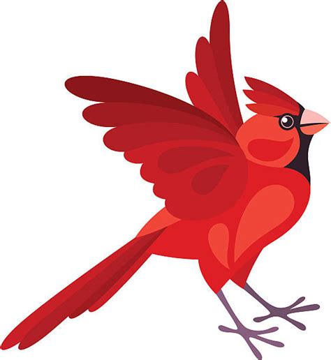 Red Cardinal Flying Illustrations Royalty Free Vector Graphics And Clip