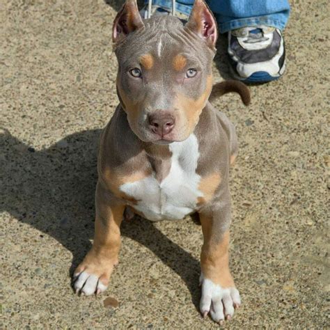 These xxl pitbull puppies for sale are extremely rare and special blue tri pitbull puppies. Purple line tri-color pitbull | Baby dogs, Cute dogs, Pitbull terrier