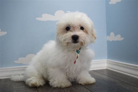 You will find the price of a havanese puppy bred and raised with these standards will cost anywhere from. Teacup Havanese Puppies | Happytail Puppies | Family Dog ...