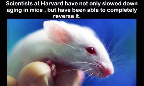 A Person Holding A White Rat In Their Hand With The Caption Scientist At Harvard Have Not Only