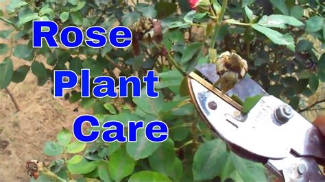 क्या आपके गुलाब के पौधे बढ़ते नहीं How To Care Rose Plant Deadhead