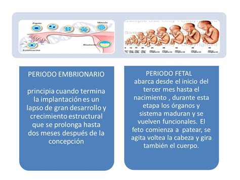 Desarrollo Prenatal Y Parto Mapa Mental