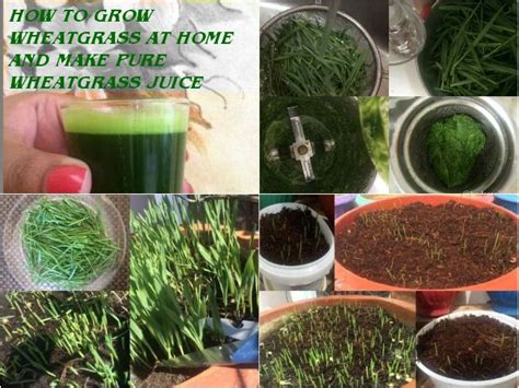 How To Grow Wheatgrass At Home Gardening For Beginners