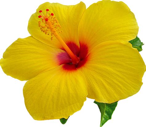 Hibiscus Clipart Flower Samoan Hibiscus Flower Samoan Transparent Free