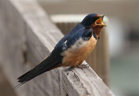 The Meaning And Symbolism Of The Word Swallow