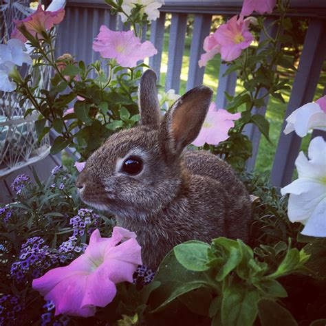 Polish Dwarf Bunny Rabbit Bitsy Loves Playing In The Flowers Bunny