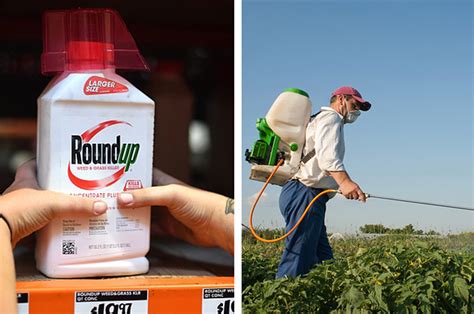 Monsantos Herbicide Roundup Is Still Available In Australia After It
