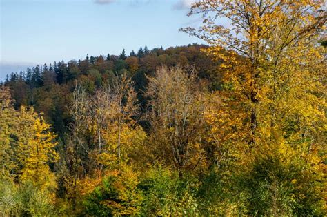 Colorful And Bright Autumn Forest Mountains Panorama Autumn In The