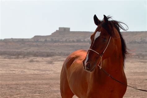 Genetic study of Arabian horses challenges some common beliefs about ...