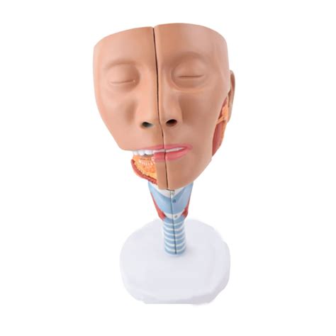 Anatomical Model Of Nasopharyngeal Tracheal Pharyngeal Human Larynx My Xxx Hot Girl