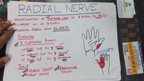 Radial Nerve And Its Course Crutch And Saturday Night Palsy Upper