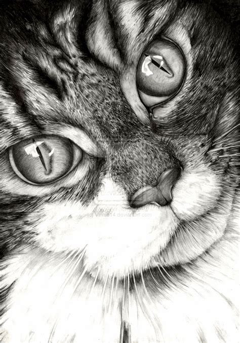 37 Cat Drawing In Pencil Aleya Wallpaper