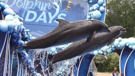 Dolphin Days Full Show Seaworld Orlando May 19 2017 Youtube
