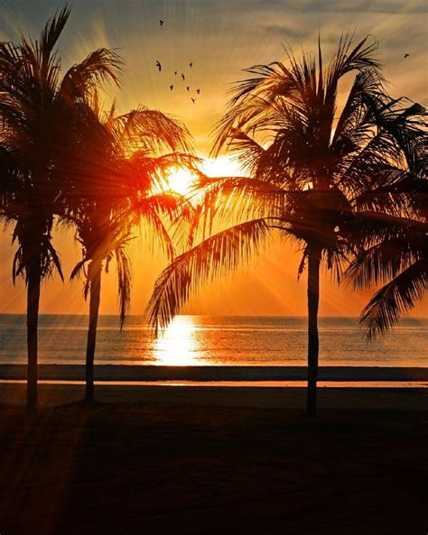 Beautiful Sunset Between Coconut Trees On The Beach Tolle Ferien