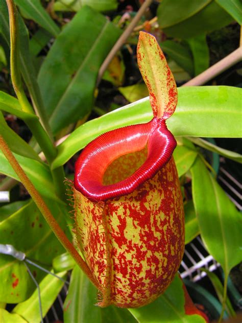 We investigated protein profile in the pitcher fluid during the first three days of opening to understand carnivory trait of nepenthes × ventrata. Nepenthes x ventricosa x ampullaria photos