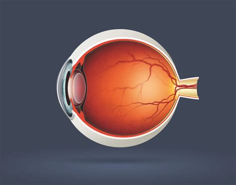 Look Inside The Human Eye How It Works Magazine