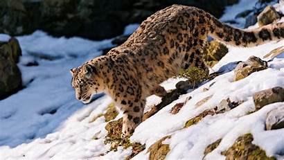 Snow Leopard Walk Forest 1080p