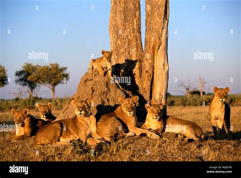 Africa Botswana Chobe National Park Lion Pride Panthera Leo Rests Under