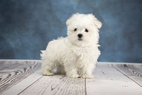 9 Fascinating And Little Known Facts About A Teacup Maltese All