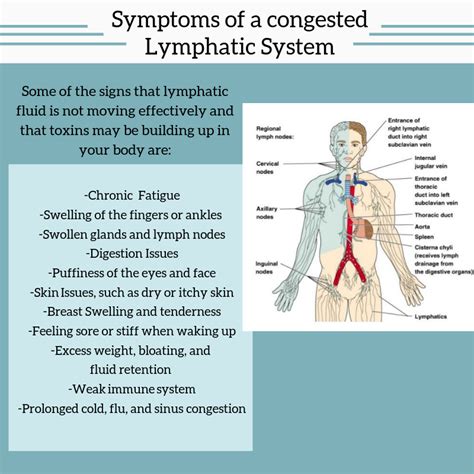 Do You Have A Congested Lymph System Therapeutic Massage And Wellness