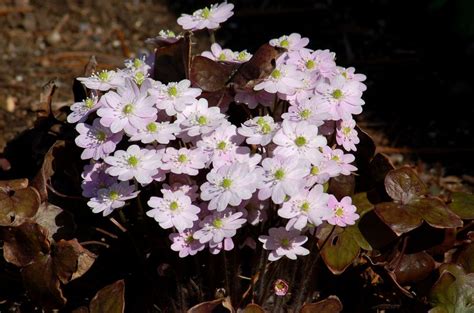 Consider selecting a plant to celebrate a new season, new baby, anniversary, or holiday. Native Plant Landscaping in New England - Perennial Shade ...