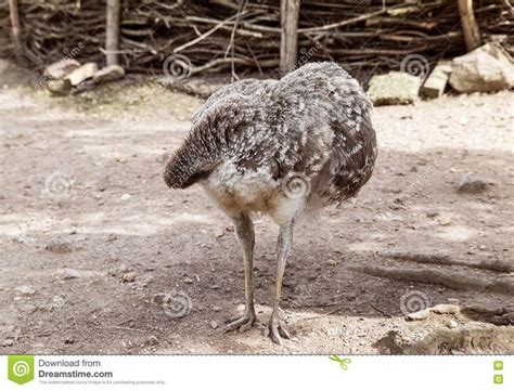 Why Do Emus Bury Their Heads Quora