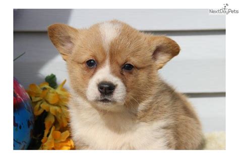 Free dog classifieds pawbe is here to help you find the perfect puppy for you and your family breeders and puppy owners can list their cute puppies here. Corgi puppy for sale near Lancaster, Pennsylvania ...