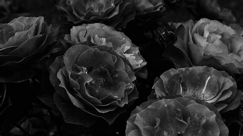 Download Black Aesthetic Rose Grayscale Bouquet Wallpaper