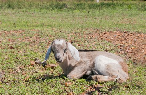 Goat Baby In Margarita Island Wikimedia Commons Image Page Flickr