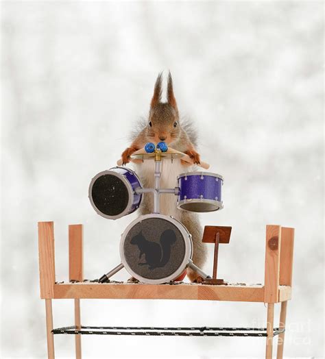 Red Squirrel Is Standing Behind A Drum Kit With Drum Sticks Photograph